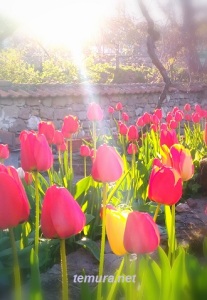 Tulp21